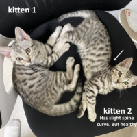 Kittens Kittens