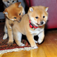 Male and female Shiba Inu puppies for pet lovers Male and female Shiba Inu puppies for pet lovers