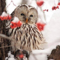 Mountain, Snow, Nature Lover