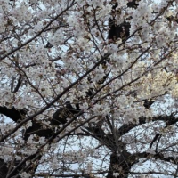 Let's go and see the cherry blossoms!